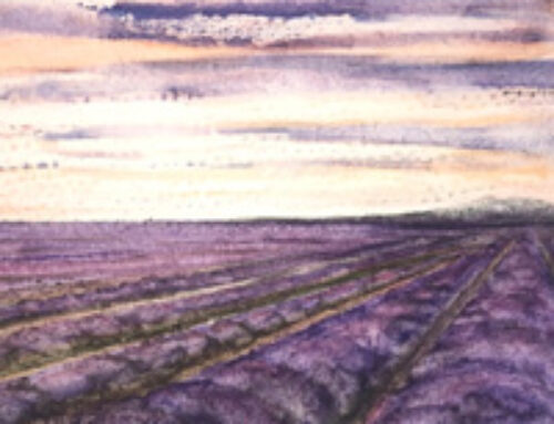 Sunset Over Lavender Fields