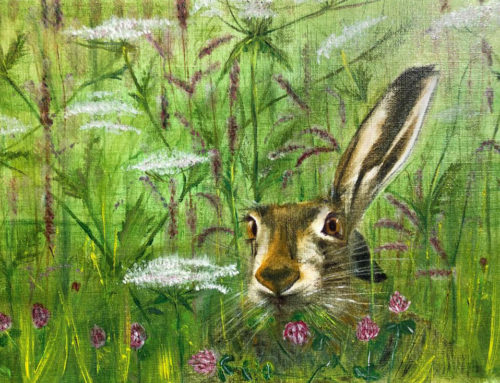 March Hare Watership Down